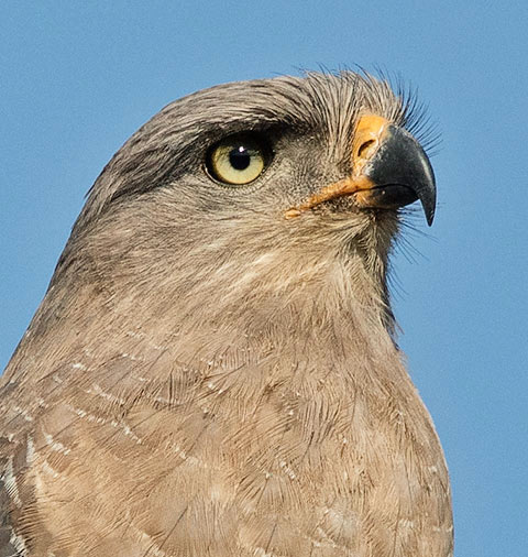 Southern Banded Snake Eagle head